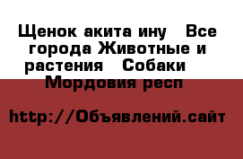 Щенок акита ину - Все города Животные и растения » Собаки   . Мордовия респ.